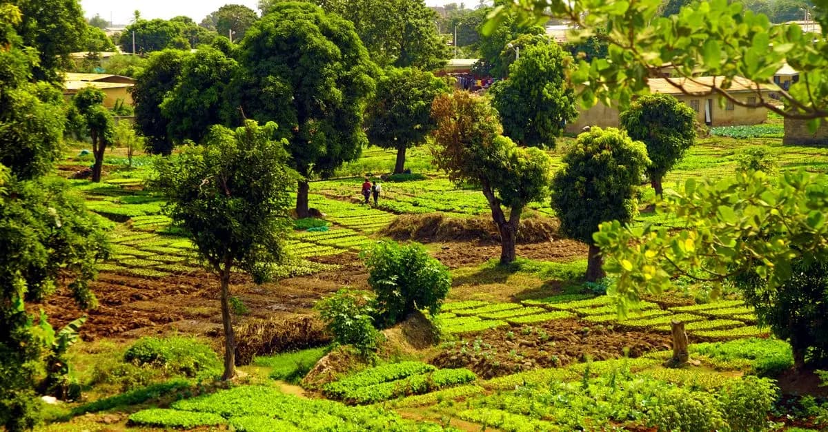 Tout savoir sur le microcrédit agricole